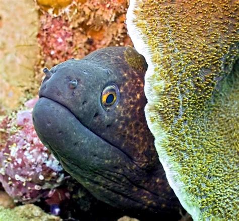 Giant Moray Eel – "OCEAN TREASURES" Memorial Library