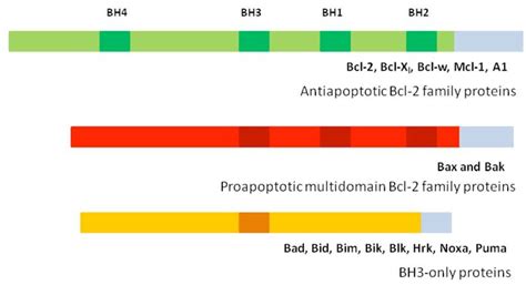 Bcl-2 family proteins and the conserved Bcl-2 homology domain. Proteins... | Download Scientific ...