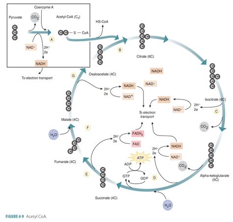 Metabolic Pathways Diagram