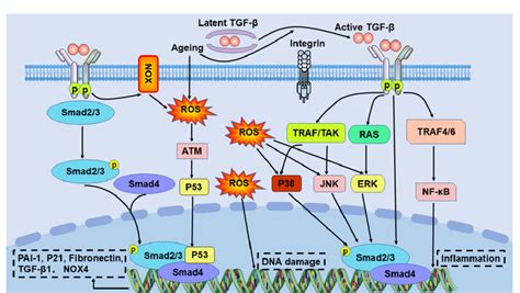 The Tgf β Signalling Pathway In Aging And Fibrosis Tgf β Is An