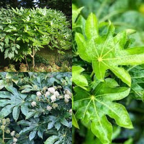 Seeds For Planting Fatsia Japonica Seeds Paperplant Japanese Aralia