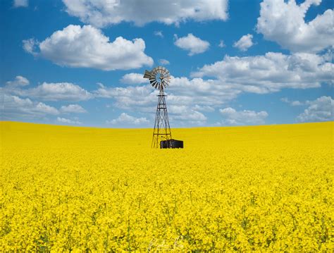 Goulburns Golden Blanket Photographing Canola Season In The Valley