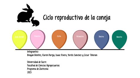 Ciclo Estral En Conejas By Infinite Music On Prezi