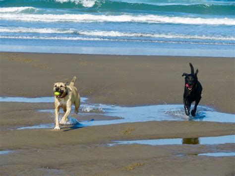 Arlington Pet Clinic | Arlington WA