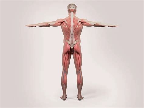 Human Anatomy With Front View Of Full Body Showing Muscular System And