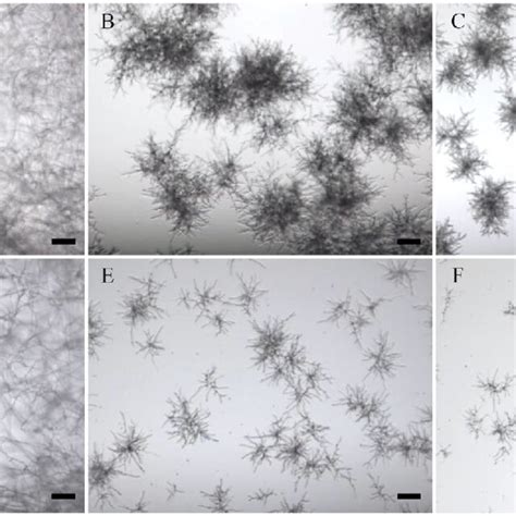 Antifungal Activity Of The Crude Enzyme Conidia Of Aspergillus Flavus Download Scientific