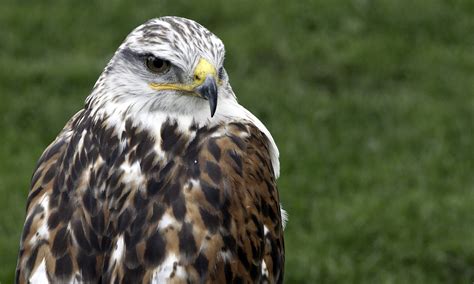 Ferruginous Hawk - Ed O'Keeffe Photography