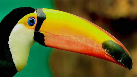 Toucan Wallpapers - Wallpaper Cave