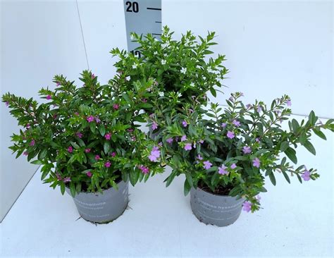 Cuphea Hyssopifolia Mix Plant Wholesale Floraccess