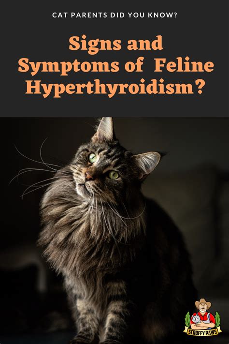 Hyperthyroidism In Cats Signs And Diagnosis Artofit