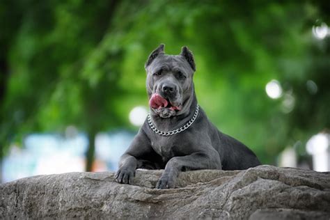 Blue Cane Corso Italiano