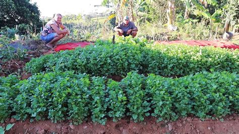 Plantando Mudas De Cebolinha Gigante Desenvolvimento Da Nova Horta