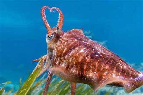 Types Of Cuttlefish Species Facts And Photos