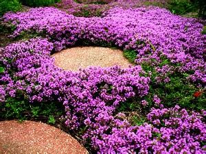 Piante Da Aiuola Che Fioriscono In Primavera