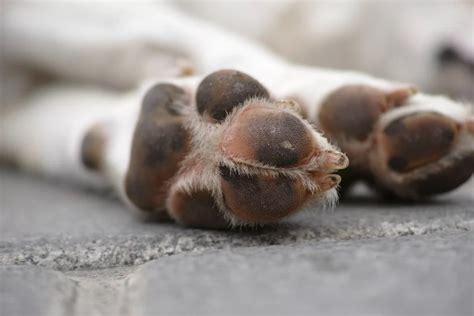 Why Are My Dogs Paws Reddish Brown Warmly Pet