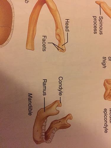 Bone Markings Projections That Help Form Joints J HFCR Flashcards