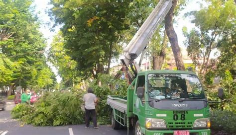 Nusabali Perompesan Perindang Antisipasi Pohon Tumbang