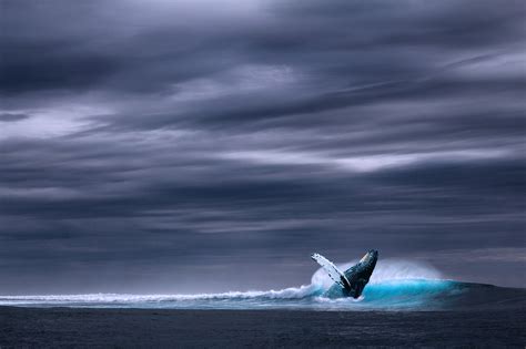 30000 Free Cartoon Whales And Whale Images Pixabay
