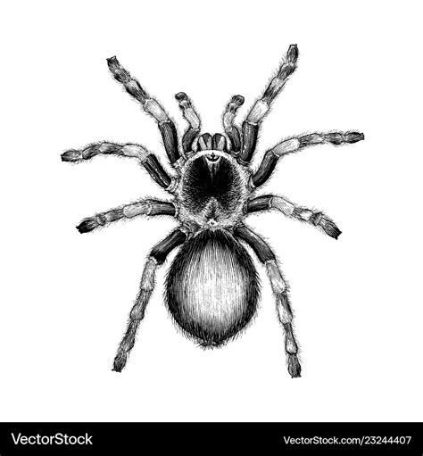 Tarantula Drawing / Please pause the how to draw a tarantula video ...