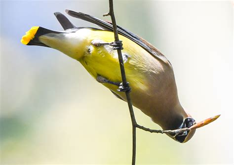 Cedar Waxwings – Flying Lessons