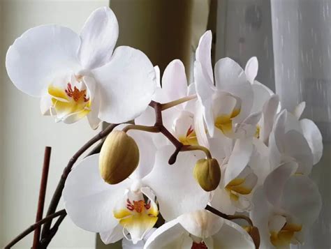 Orchid E Sans Terre Comment Faire Pousser Une Orchid E Dans De L Eau