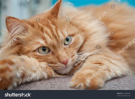 Charming Fluffy Ginger Cat Lying Down And Resting Stock Photo