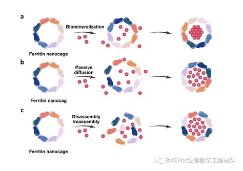 基于铁蛋白的药物递送系统在肿瘤治疗中的应用纳米science生物