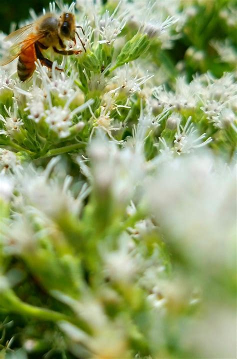 Nectar Gathering Smithsonian Photo Contest Smithsonian Magazine