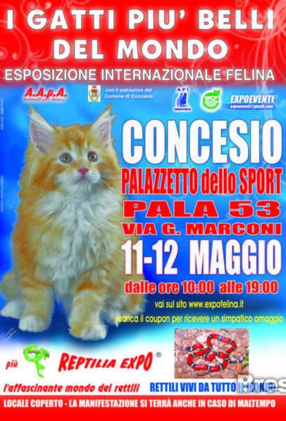 I Gatti Pi Belli Del Mondo A Concesio