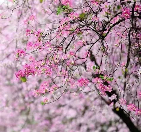 洋紫荊，情系東方之珠，悄然走過半個世紀｜花名冊no00053 每日頭條