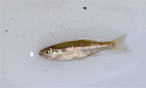 Maryland Biodiversity Project Golden Shiner Notemigonus Crysoleucas