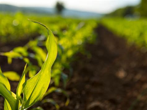 Qual O Papel Da Intelig Ncia Artificial Na Agricultura Revista