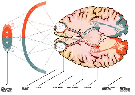 Eye To Brain Connection Diagram - Wiring Diagram