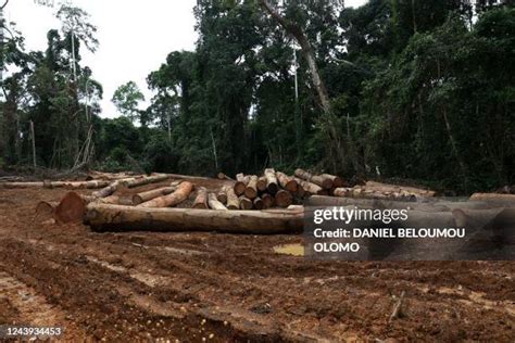 The Virgin Forest Photos And Premium High Res Pictures Getty Images