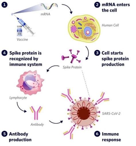 Début des essais cliniques de phase II pour le vaccin à ARNm contre le