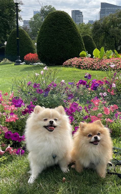 4927 best r/pomeranians images on Pholder | Is my Spitz welcome here?