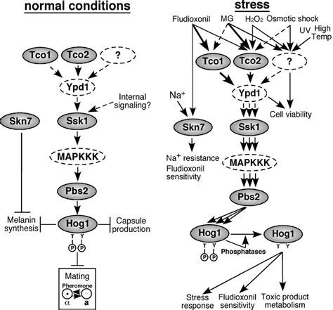 Proposed Model For The Functional Connection Of The Pbs2 Hog1 Mapk Download Scientific Diagram