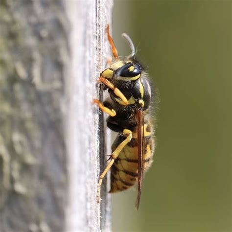 Yellowjacket Removal - Alpine Farms Bee Removal