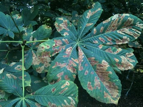 Nicholas Keyworth Horse Chestnut Disease Hits Wiltshire