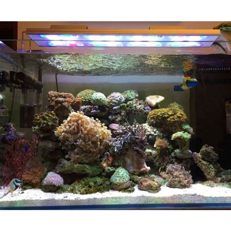 Seawater Coral Fish Tank Full Spectrum Sps Lps Salt Water Biological