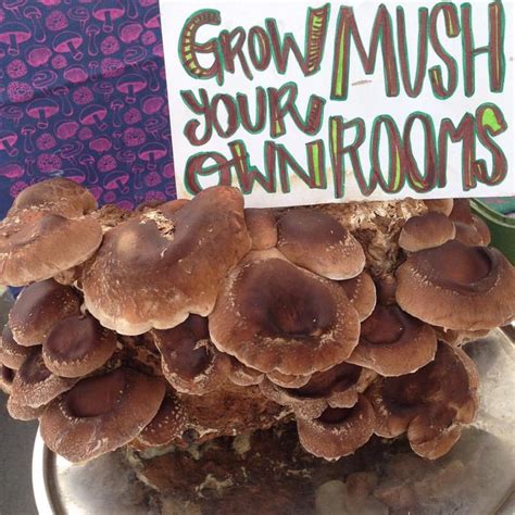 Shiitake Mushroom Grow Kit Diy Shiitake Mushrooms Growing Petagadget