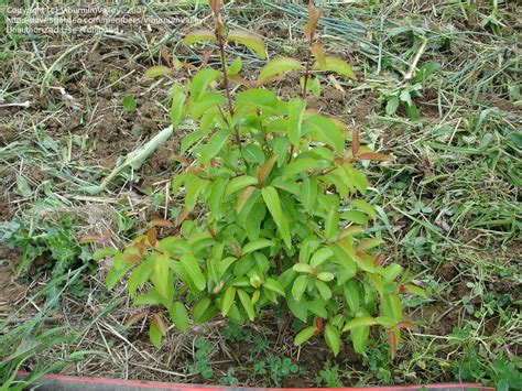 Plantfiles Pictures Viburnum Summer Magic Viburnum Prunifolium By