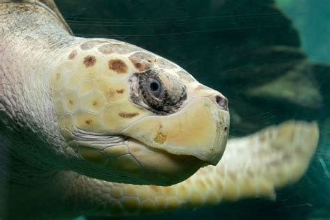 D A Mundial De Las Tortugas Marinas