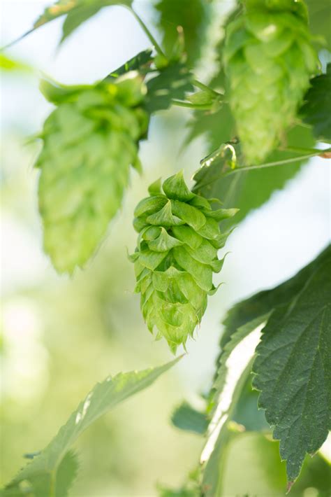 How to Grow Hops at Home • Hop Culture