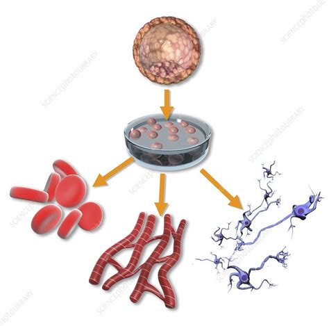 Pluripotent Stem Cells Illustration Stock Image C029 2560