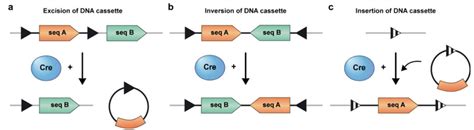 cre loxp systembrainvta