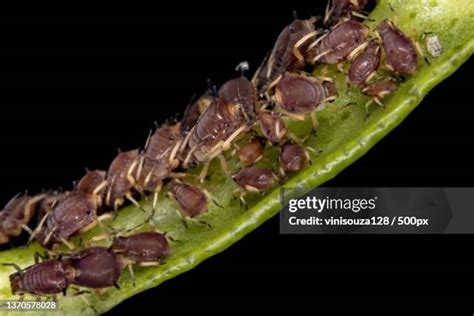 103 Black Aphids Stock Photos High Res Pictures And Images Getty Images