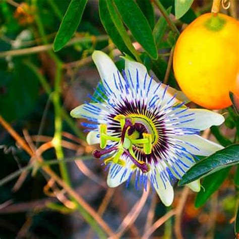 Pasiflora Descubre Sus Grandes Beneficios Y Como Tomarla