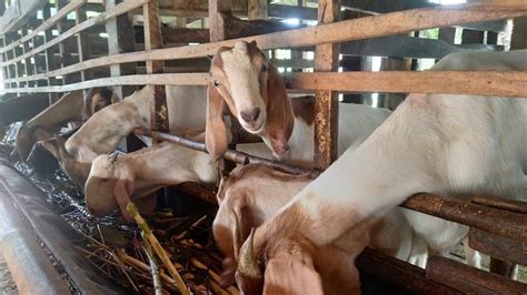 Breeding Kambing Cross Boer Youtube