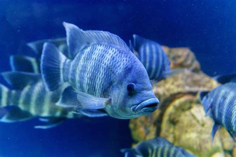 Orange Roughy Vs Tilapia Comparison What S The Difference Funcfish